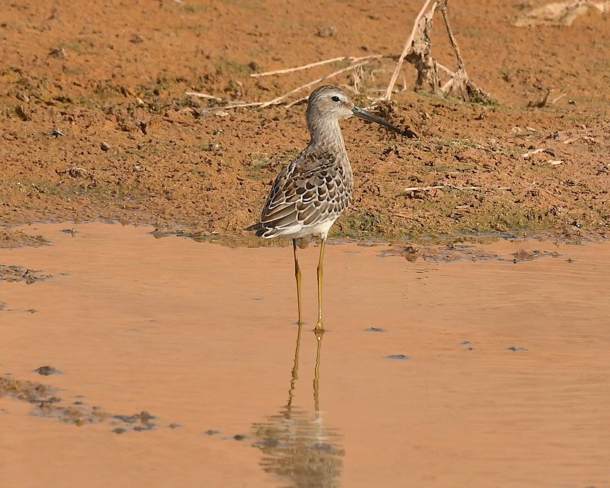 Stilt Sandpiper - Ted Wolff