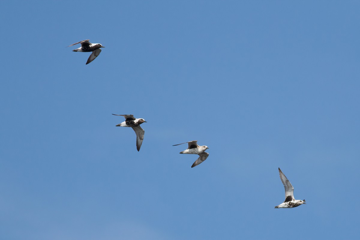 Black-bellied Plover - ML606857491