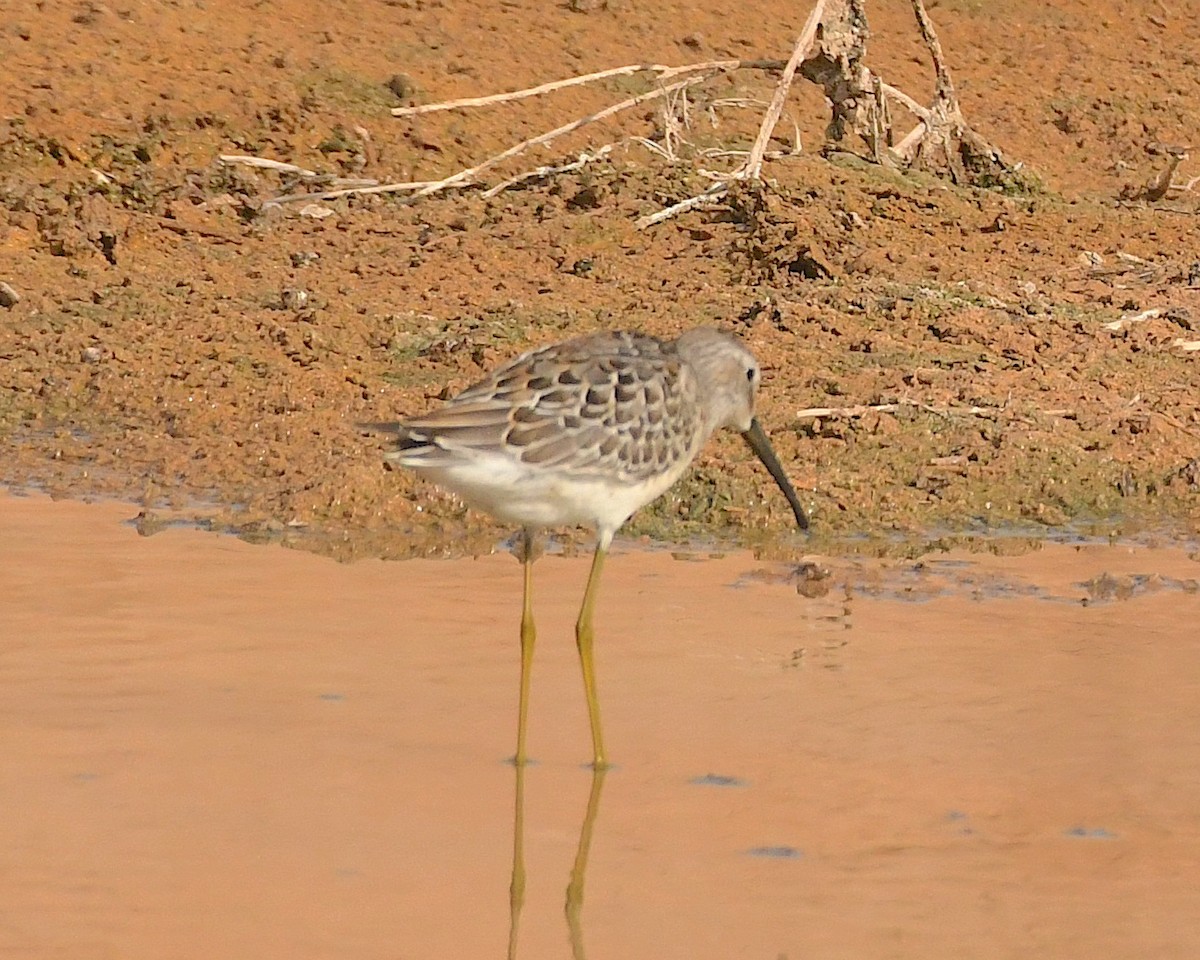 Stilt Sandpiper - Ted Wolff