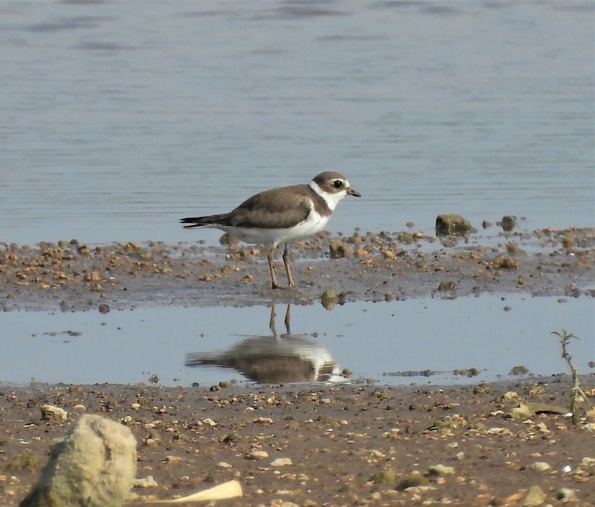 Semipalmated Plover - ML606858501