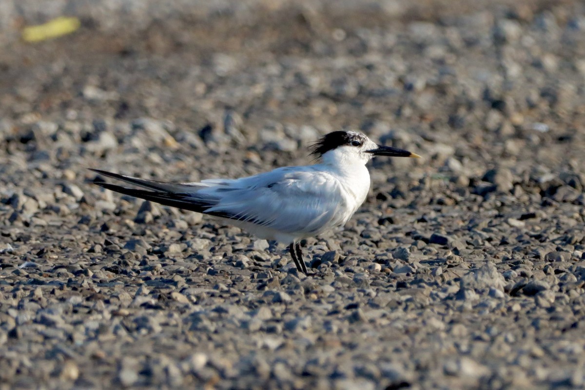 Sandwich Tern - ML606859241