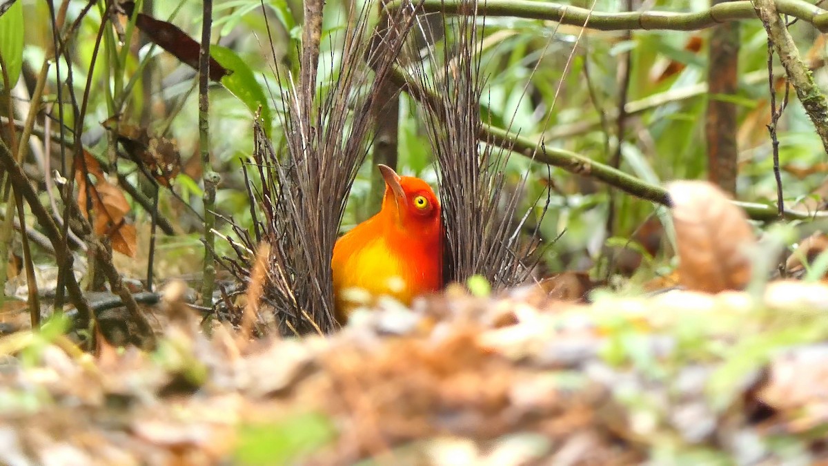 Flame Bowerbird - ML606859371