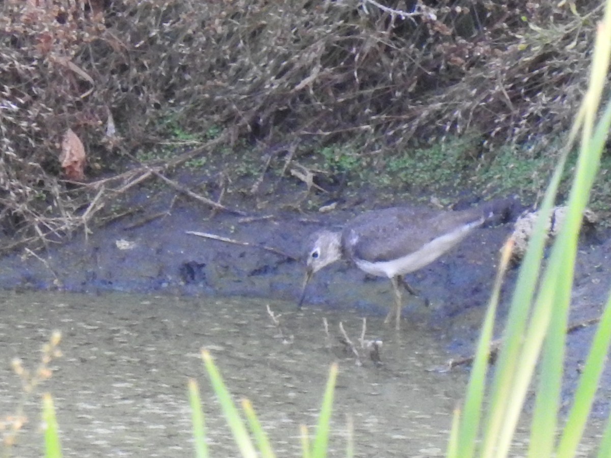 Solitary Sandpiper - ML606859681