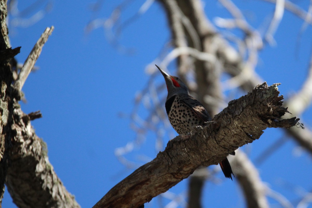 Northern Flicker - ML60685991