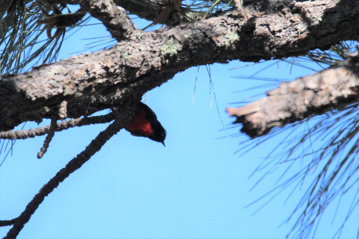 Painted Redstart - John Pike