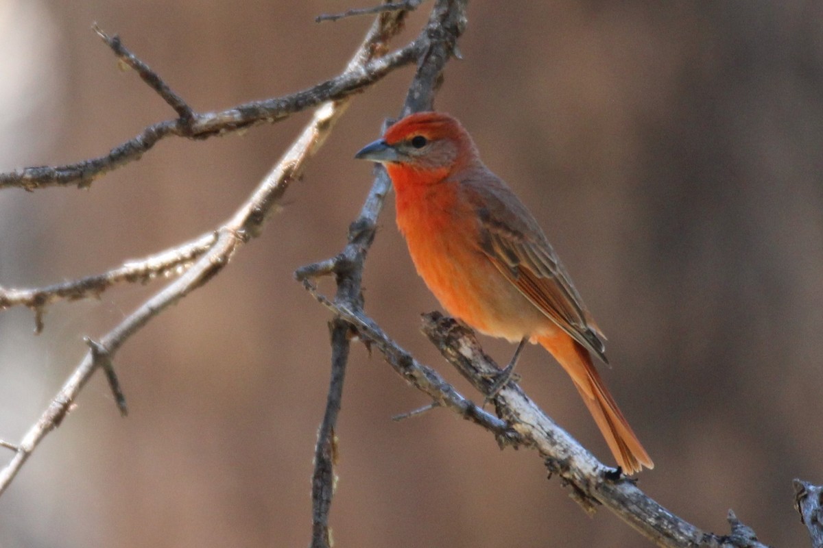Hepatic Tanager - ML60686011