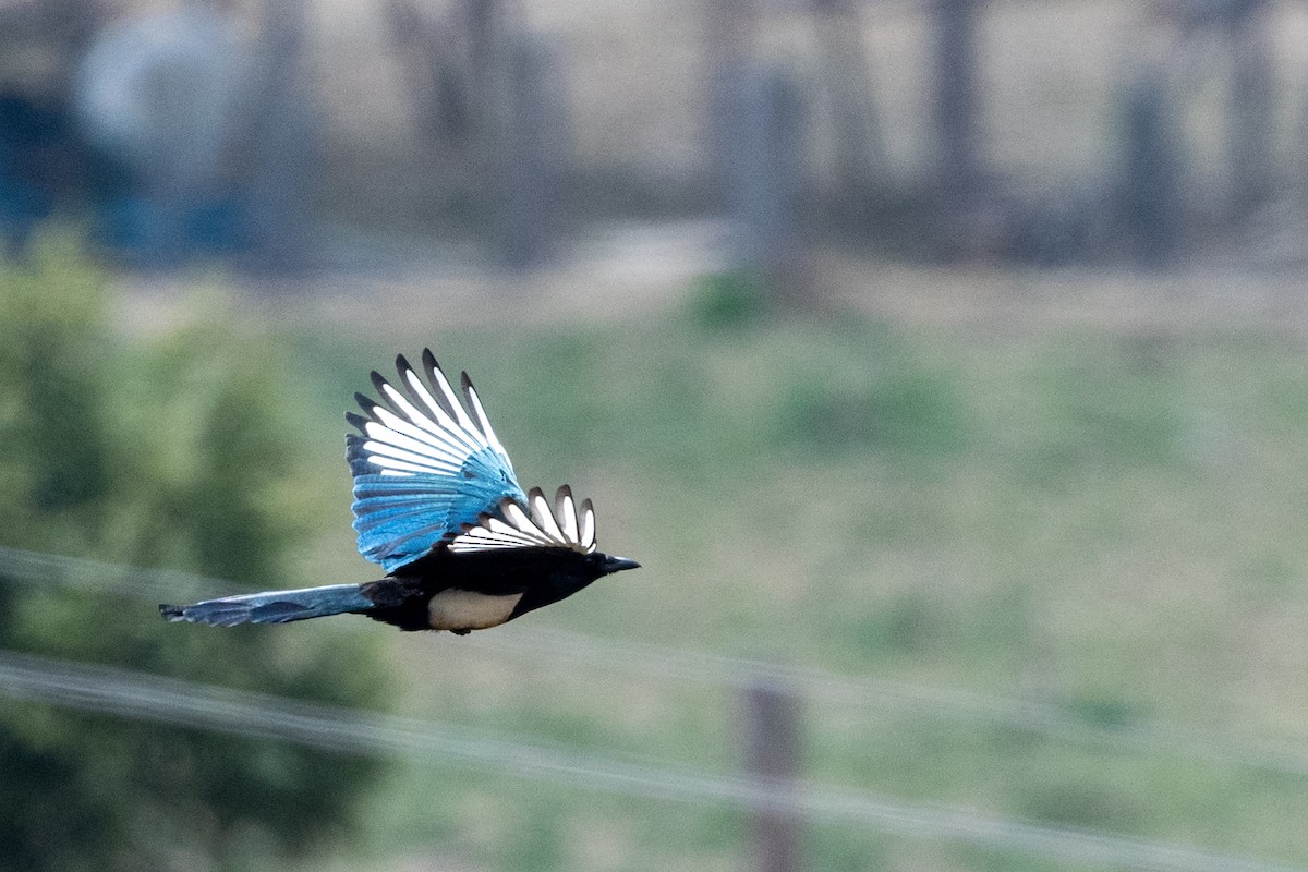 Black-rumped Magpie - Hans Norelius