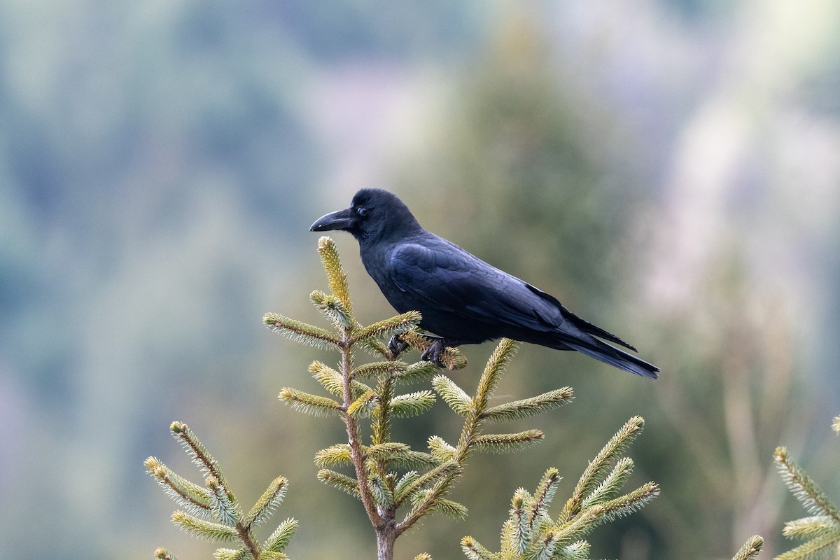 Large-billed Crow - ML606860451
