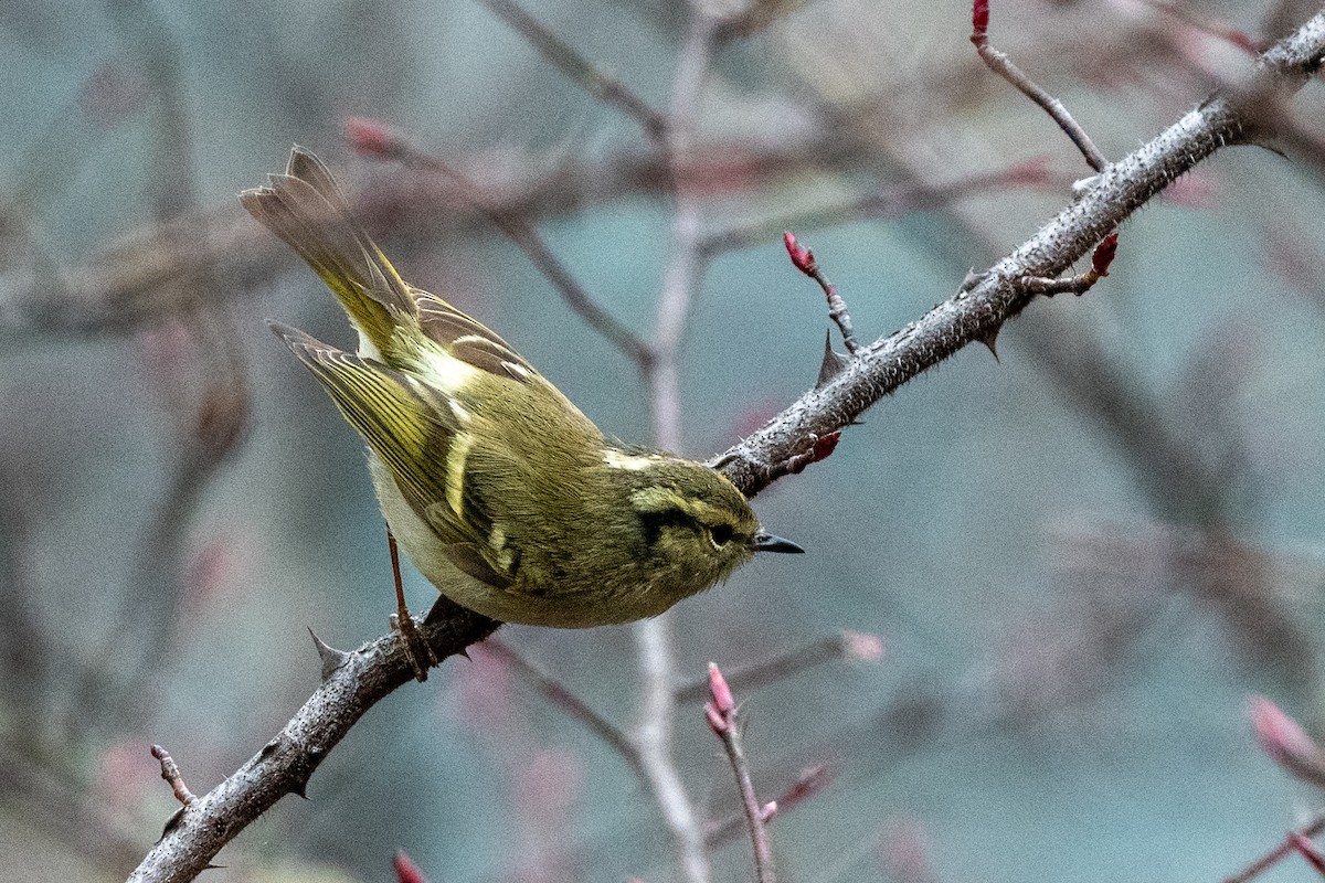 Lemon-rumped Warbler - ML606860721