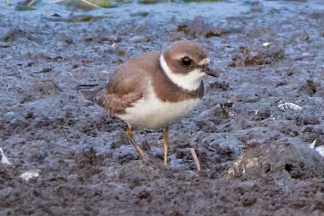 Semipalmated Plover - ML606861021