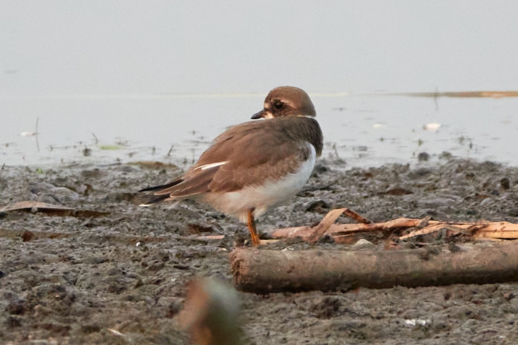 Semipalmated Plover - ML606861041