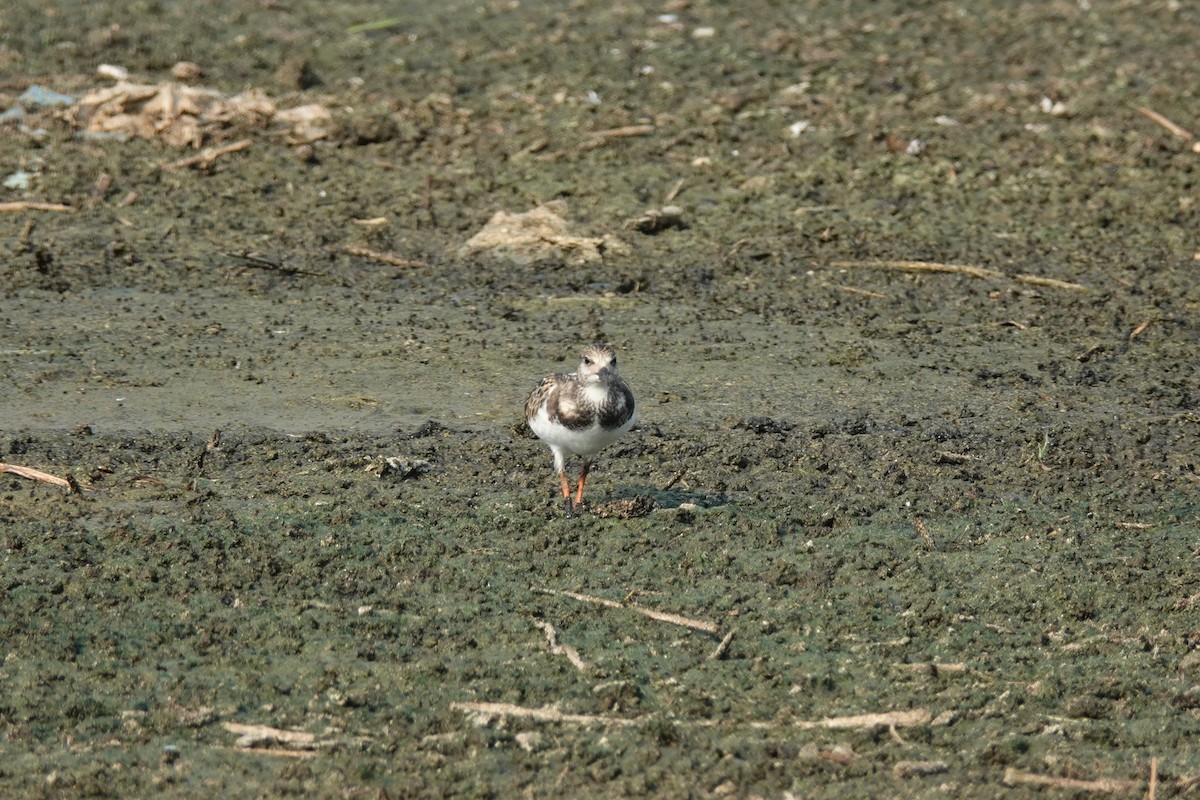 Ruddy Turnstone - ML606862321