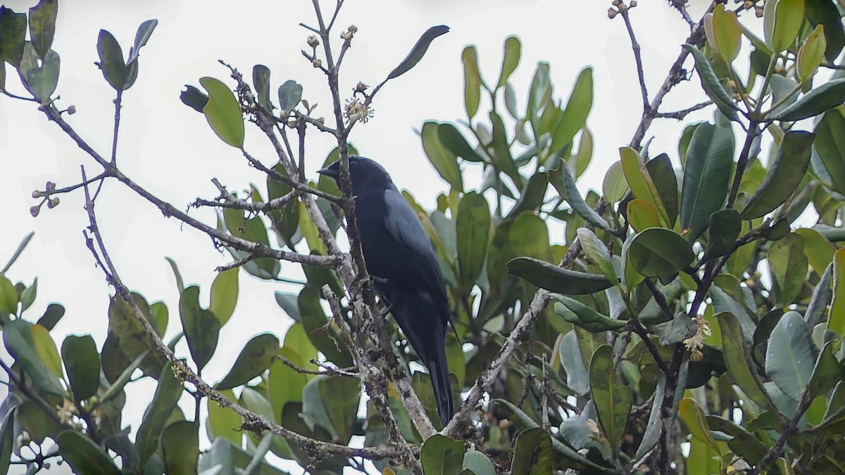 Black-bellied Cicadabird - ML606862351