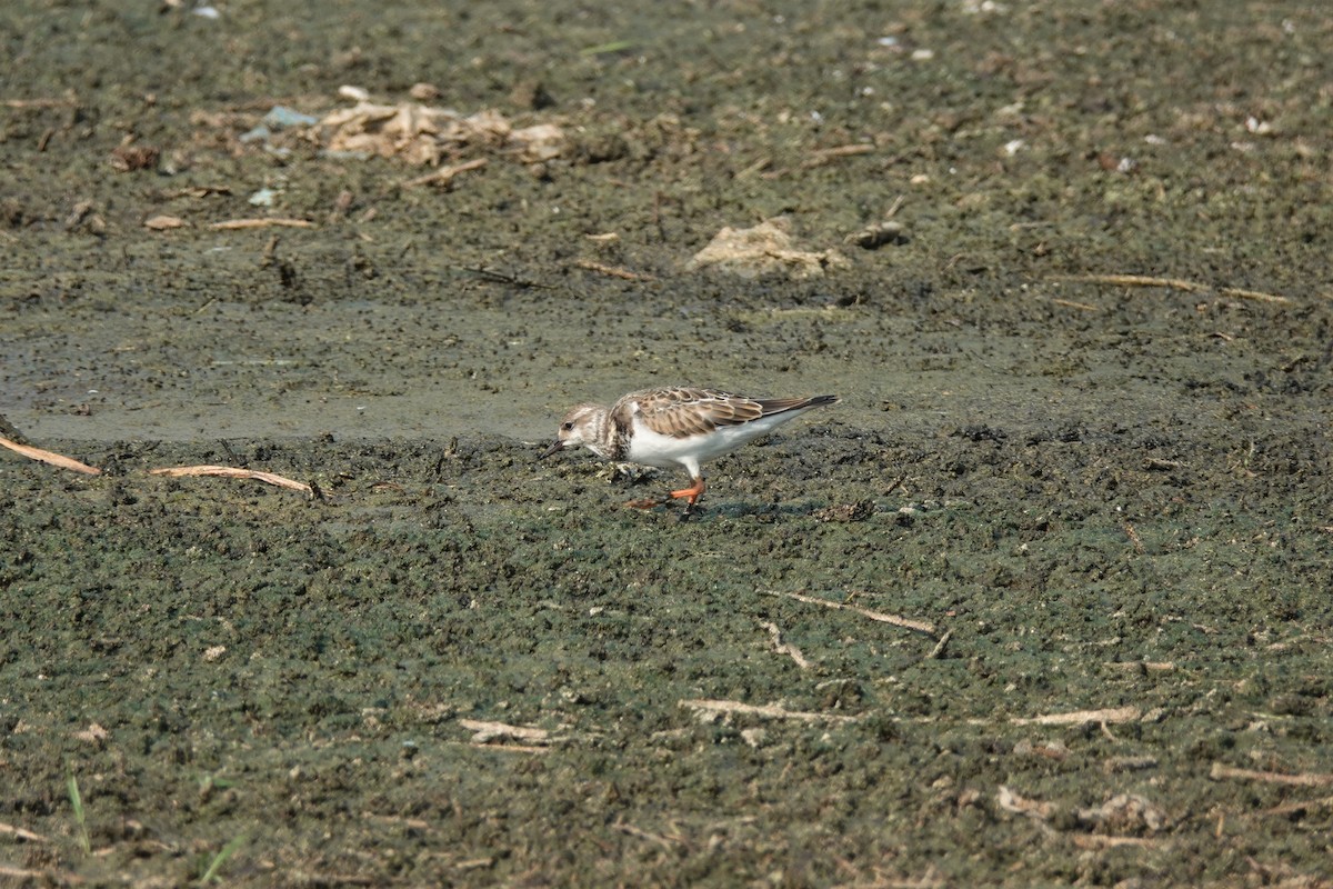 Ruddy Turnstone - ML606862421