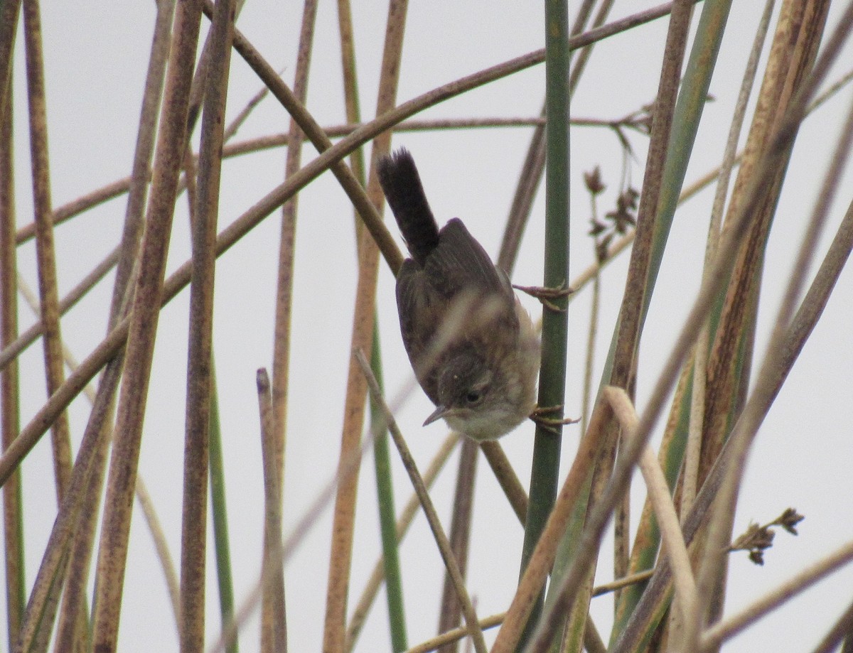 Marsh Wren - ML606863511