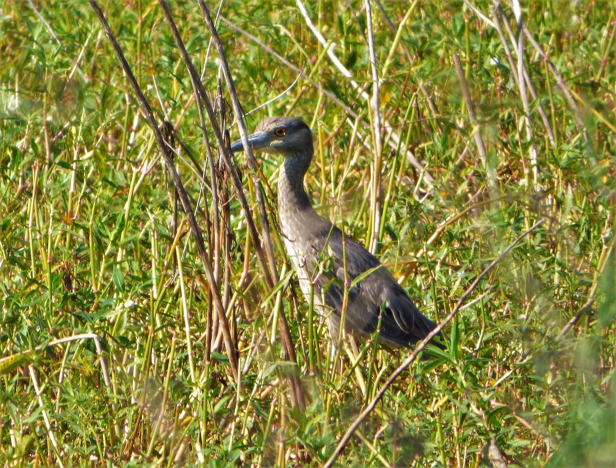 Yellow-crowned Night Heron - ML60686371