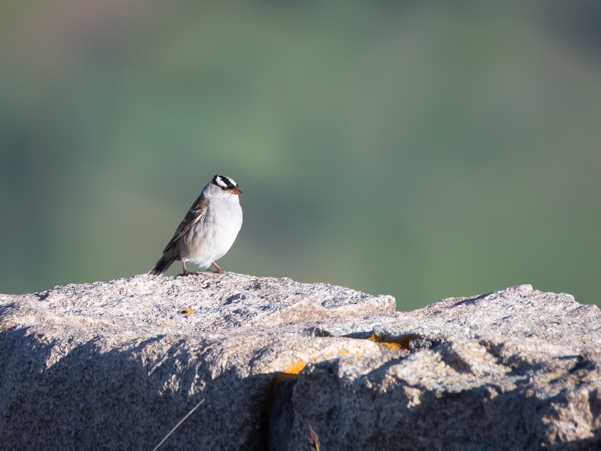 White-crowned Sparrow - Ava Kornfeld