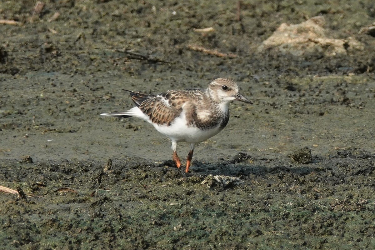 Ruddy Turnstone - ML606864441