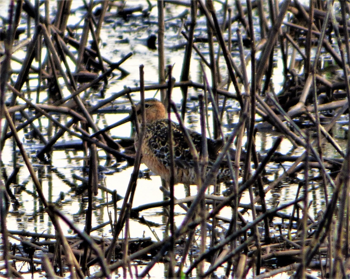 Long-billed Dowitcher - Rick Kittinger