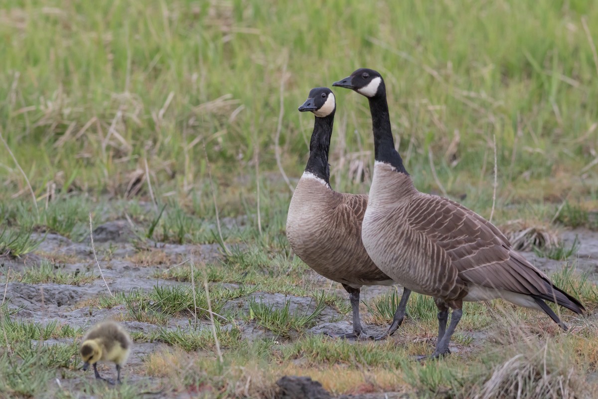 Canada Goose - Kyle Blaney