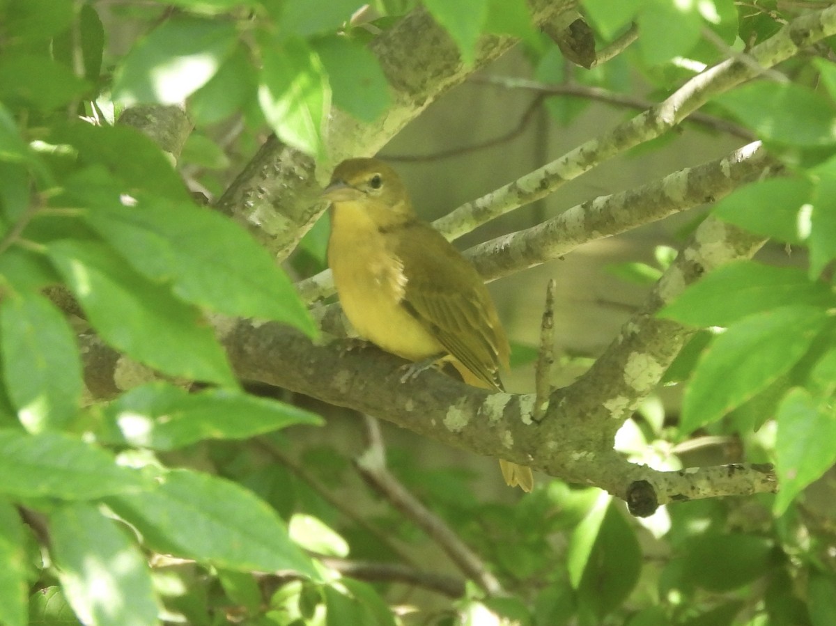 Summer Tanager - ML606865391