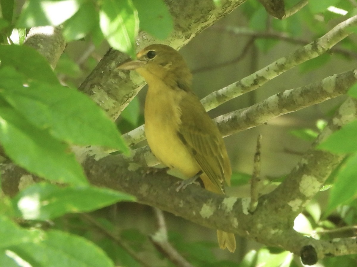 Summer Tanager - Karen & Tom Beatty