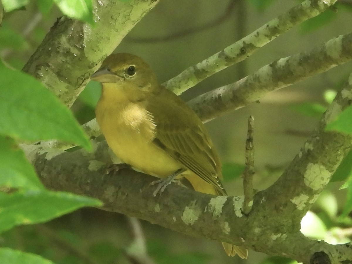 Summer Tanager - Karen & Tom Beatty