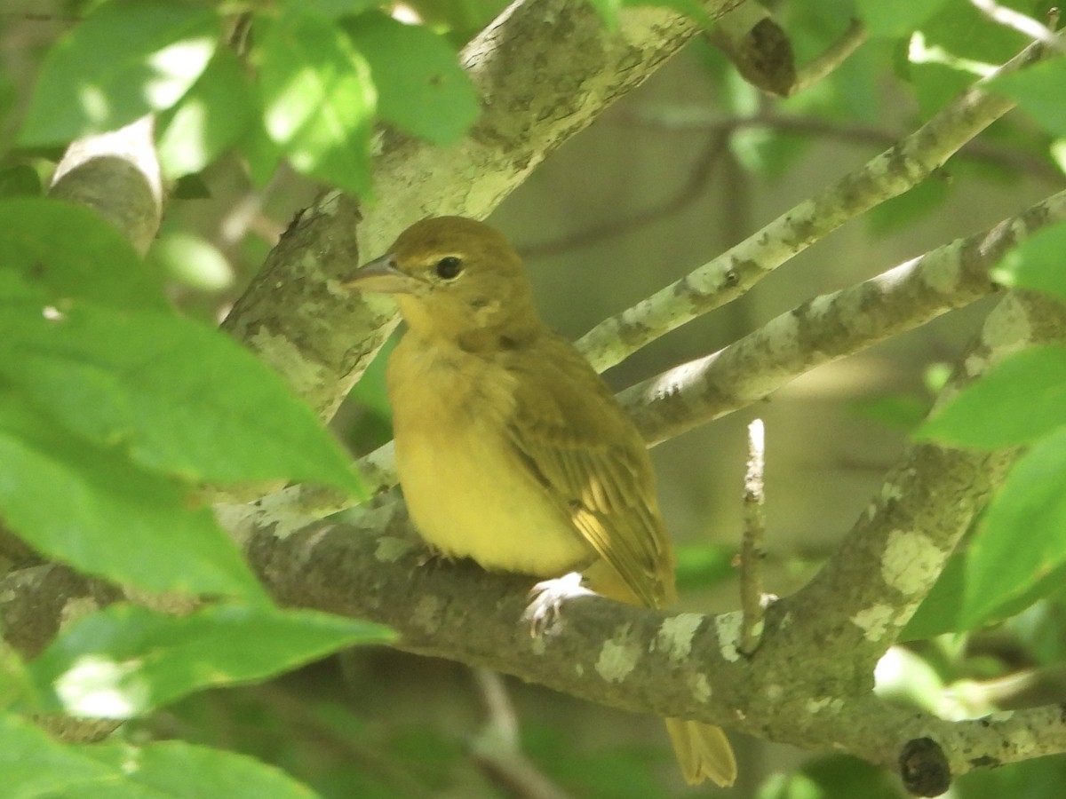 Summer Tanager - ML606865431