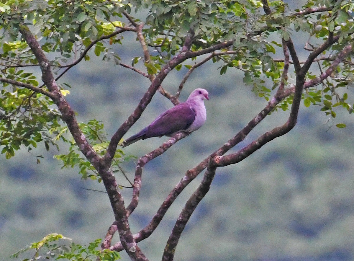 Dúcula Dorsicastaña - ML606865471