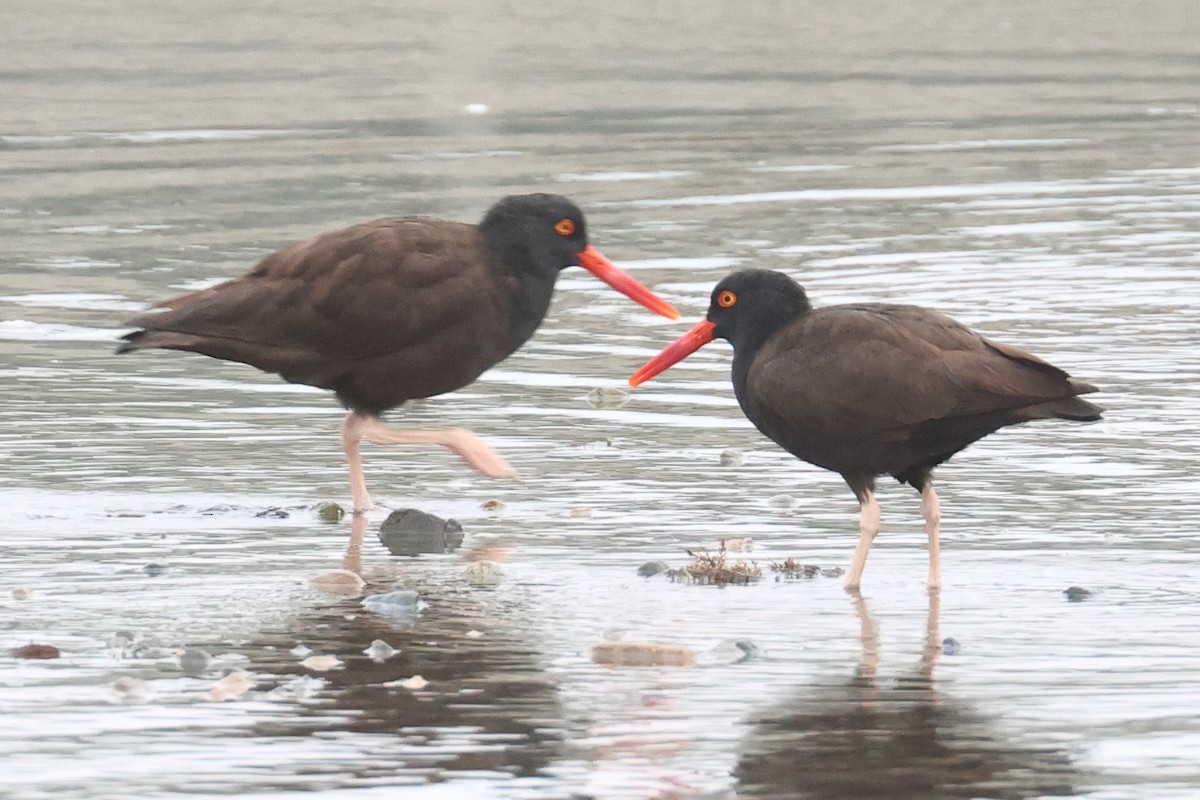 Black Oystercatcher - ML606865871