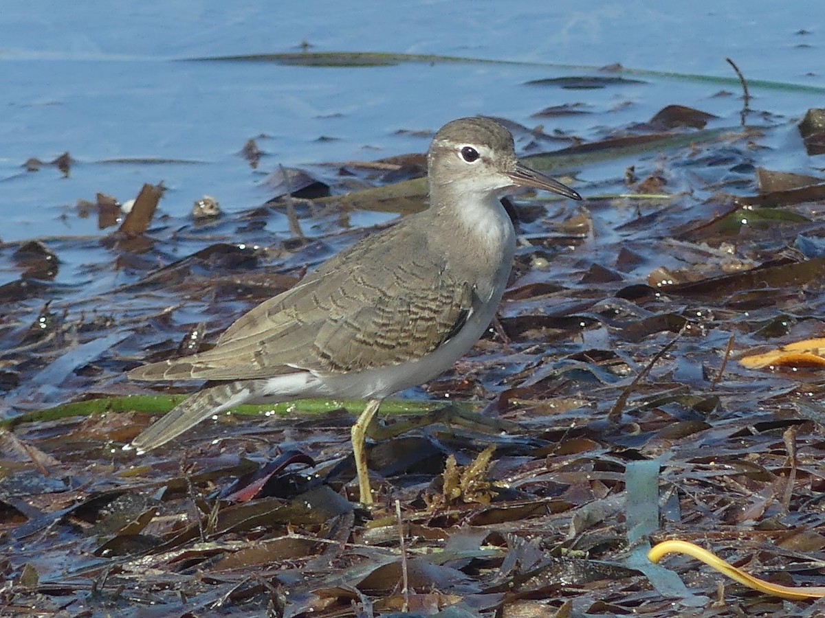 Spotted Sandpiper - ML606866531