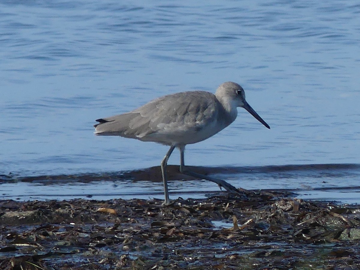 Willet - ML606866621