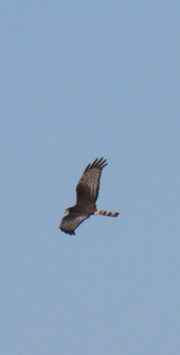 Long-winged Harrier - ML606866641