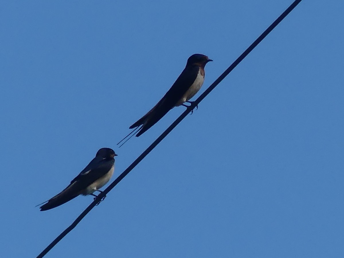 Barn Swallow - ML606866671