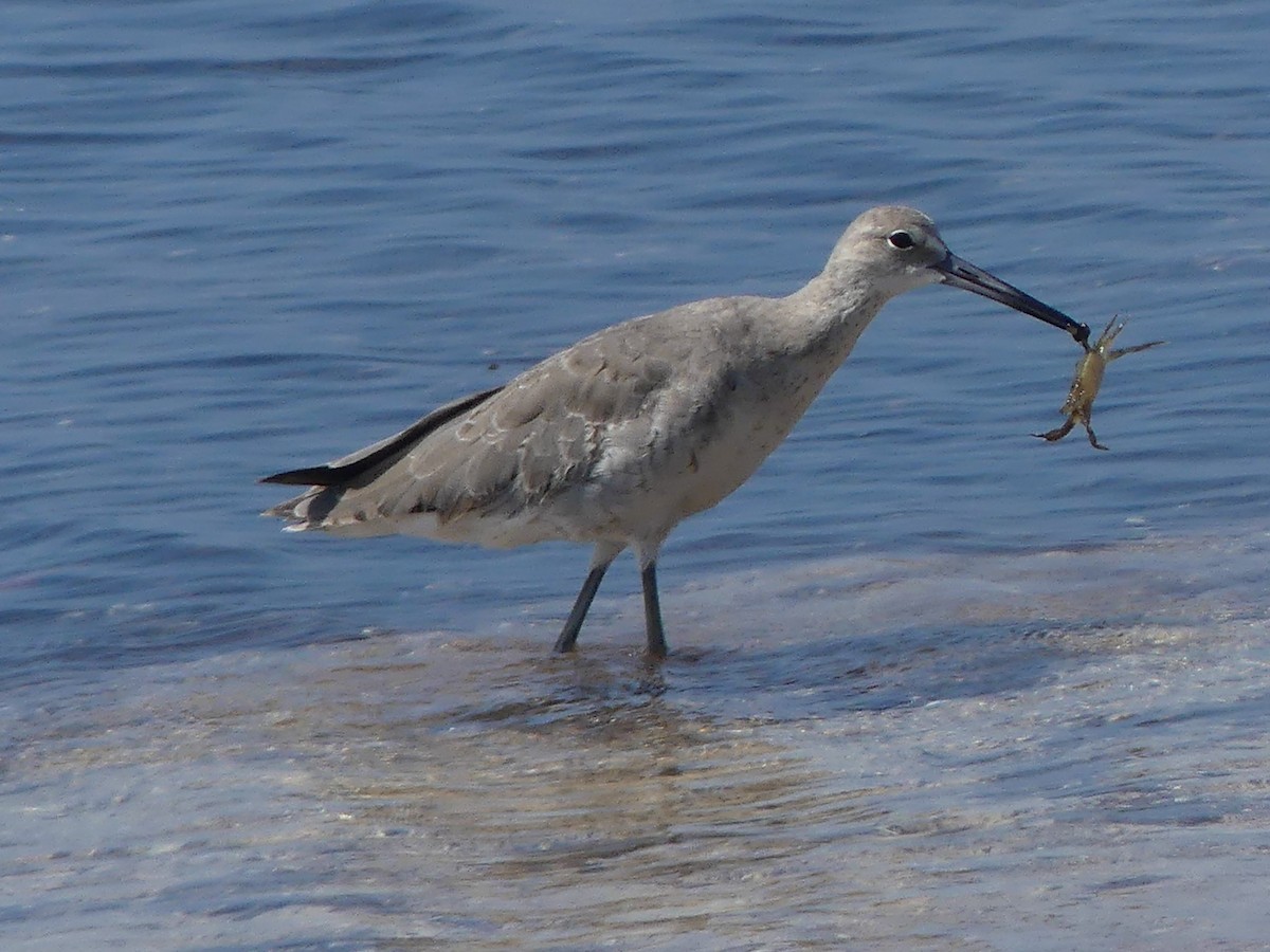 Willet - Barbara Overton