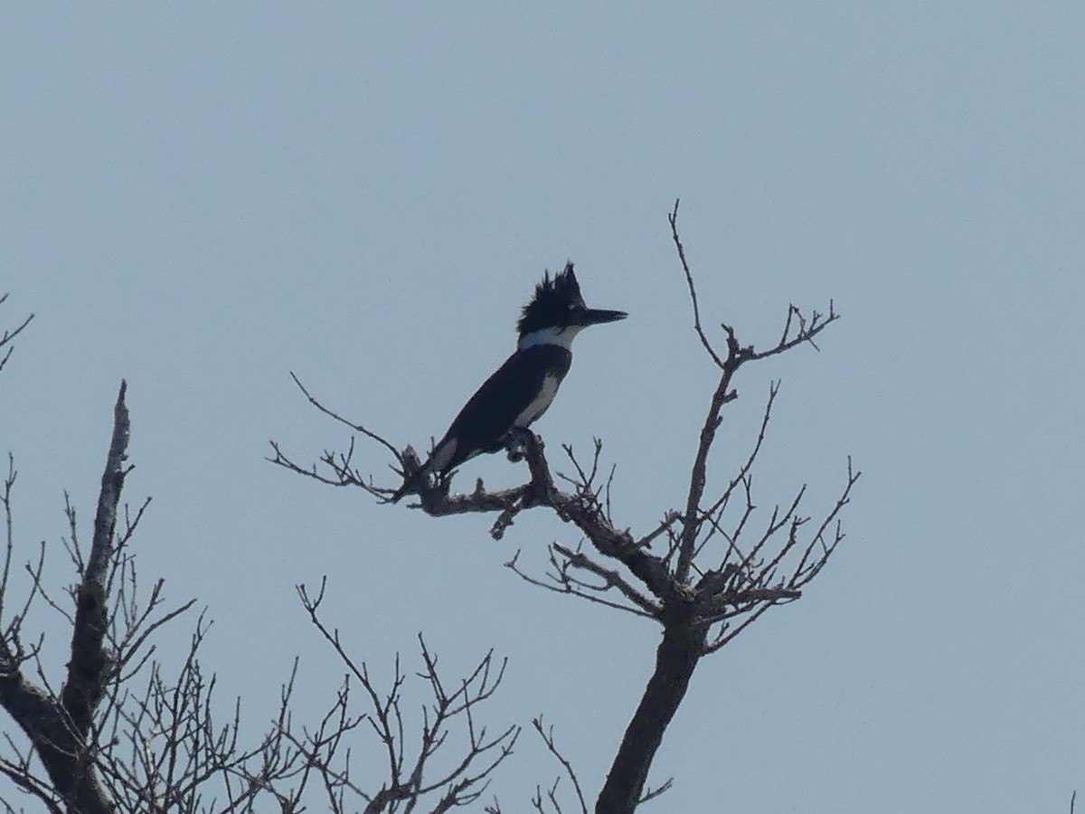 Belted Kingfisher - ML606867091