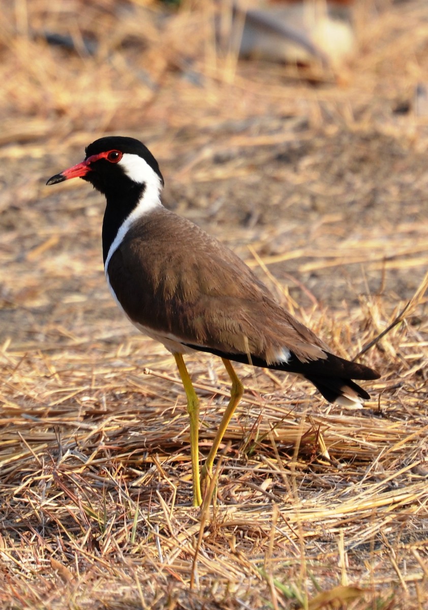 Red-wattled Lapwing - ML60686731