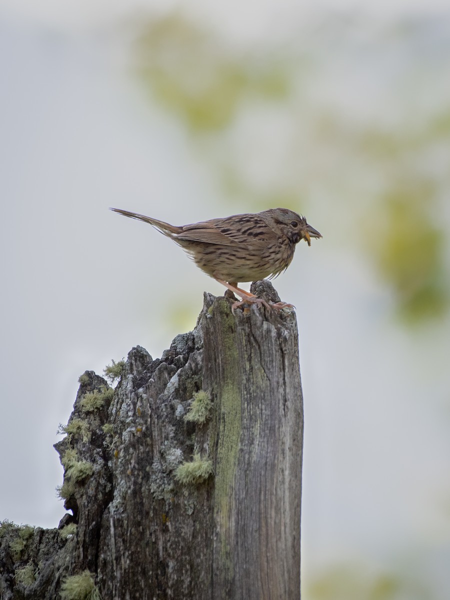 Lincoln's Sparrow - ML606867401