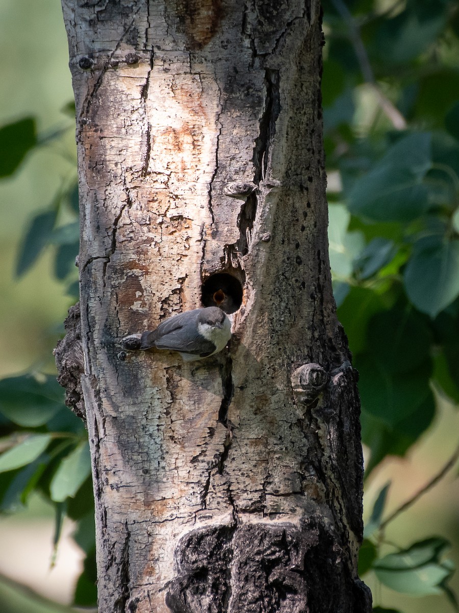 Pygmy Nuthatch - ML606867471