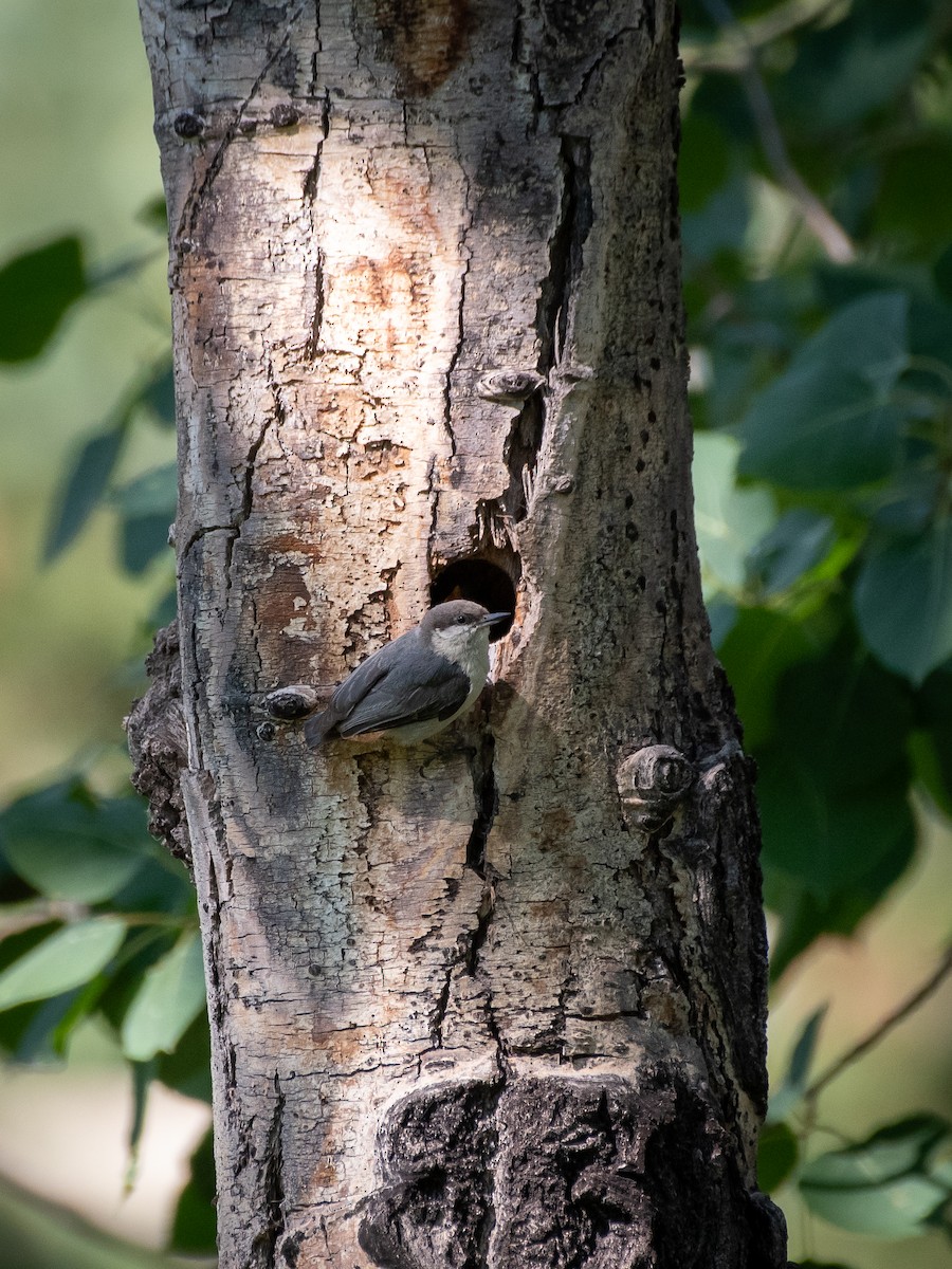 Pygmy Nuthatch - ML606867481