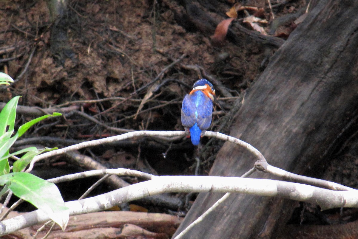 Malagasy Kingfisher - Thore Noernberg