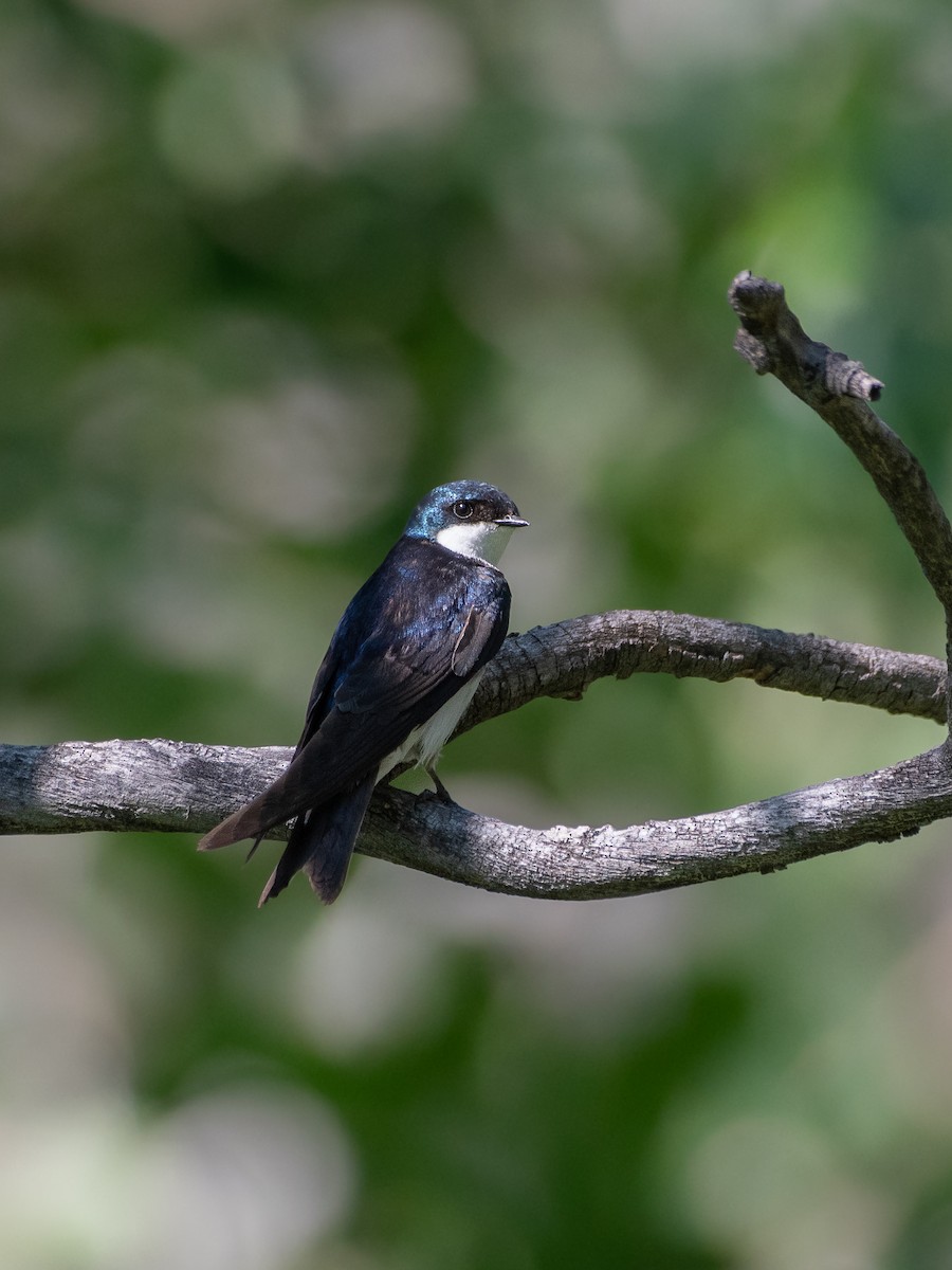 Tree Swallow - ML606867681