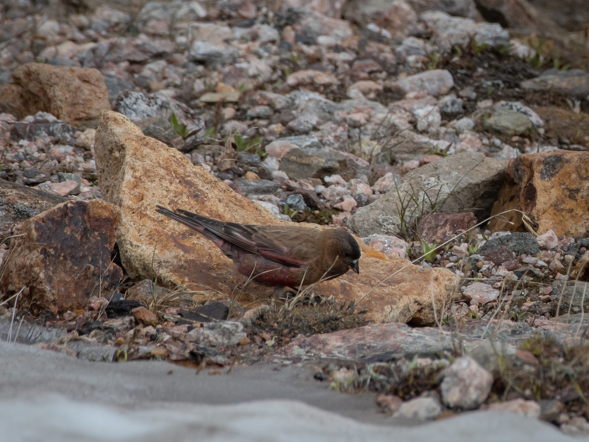 Brown-capped Rosy-Finch - ML606868321