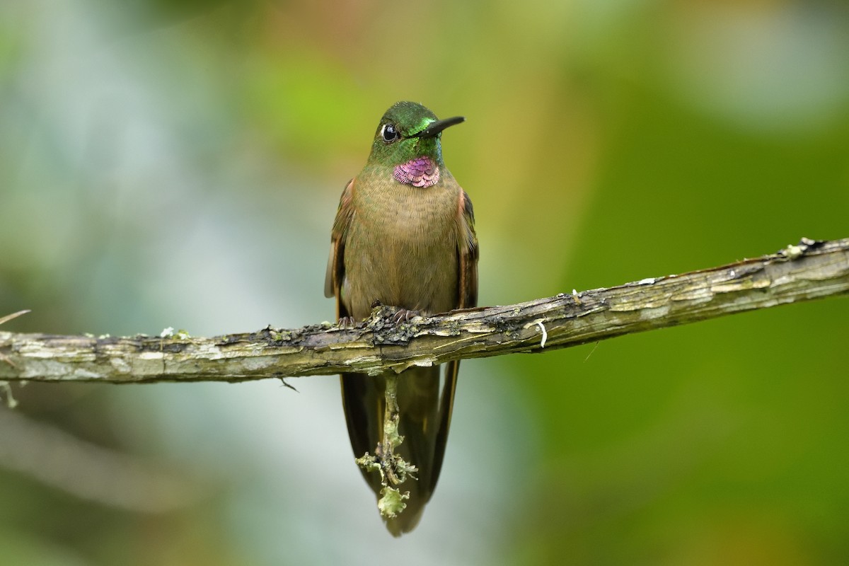 Fawn-breasted Brilliant - ML606868651