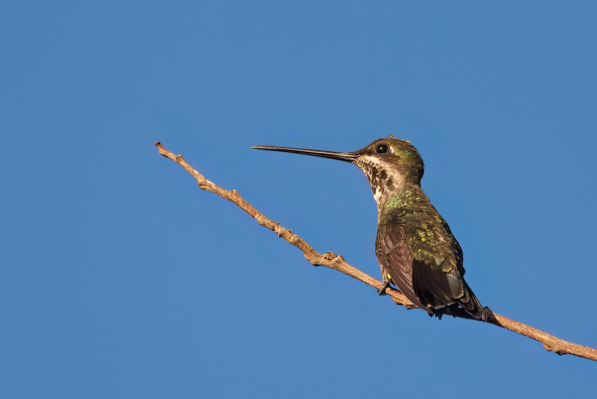 Stripe-breasted Starthroat - Marcos Eugênio (Birding Guide)