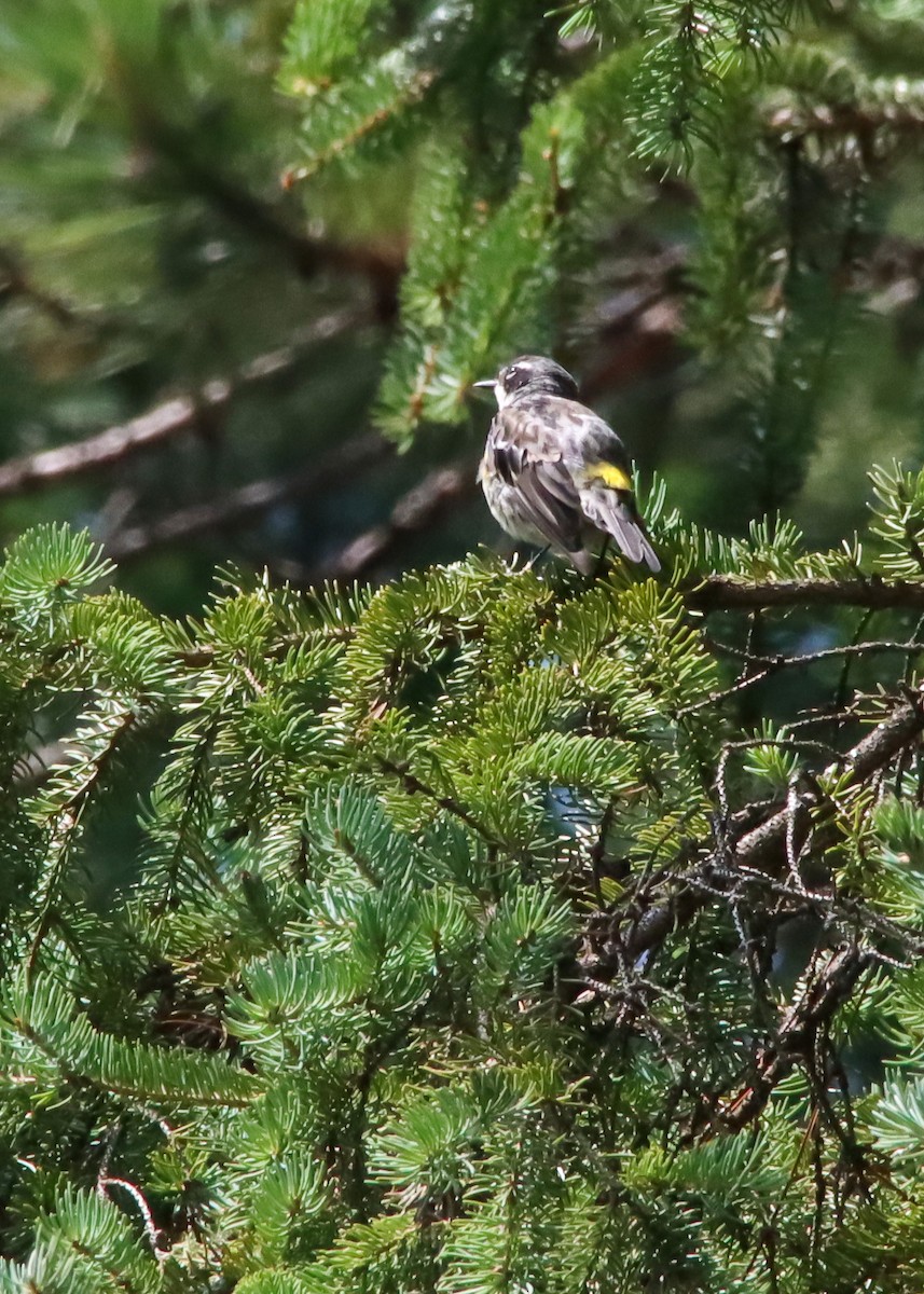 Yellow-rumped Warbler - ML606869541