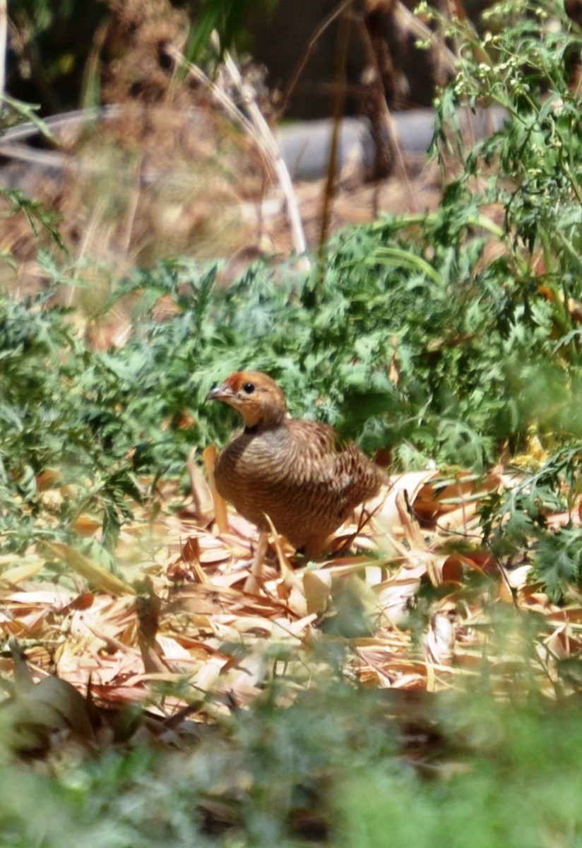 Gray Francolin - ML60687041