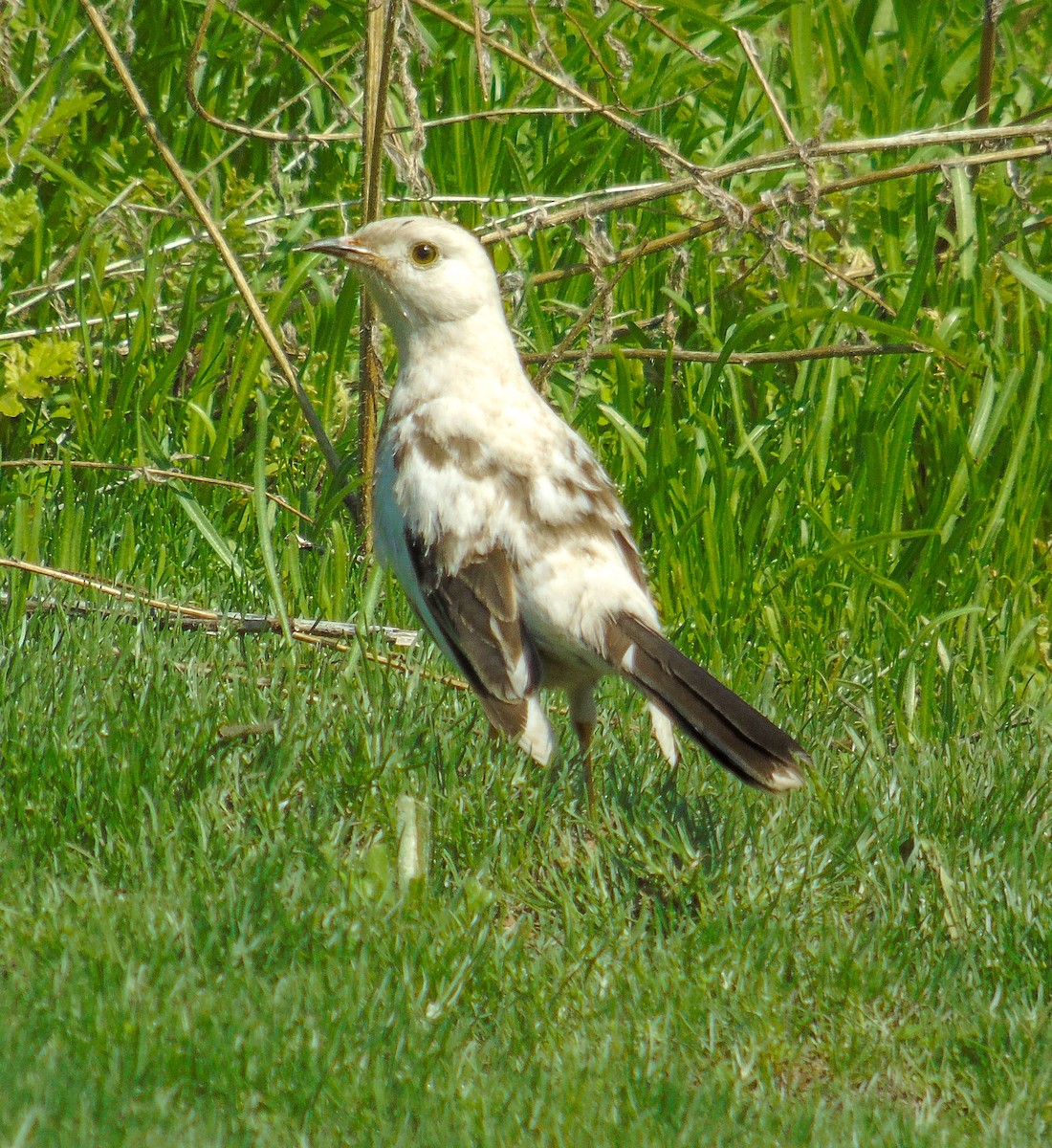 Chilean Mockingbird - ML606870691