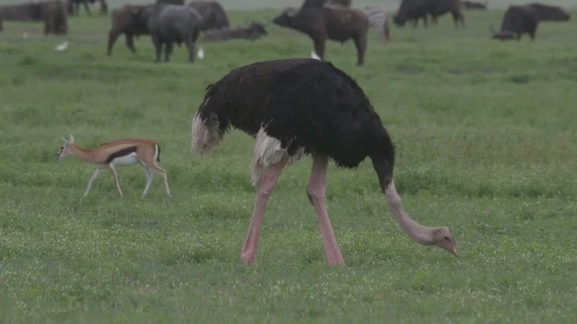 Common Ostrich - ML606870971