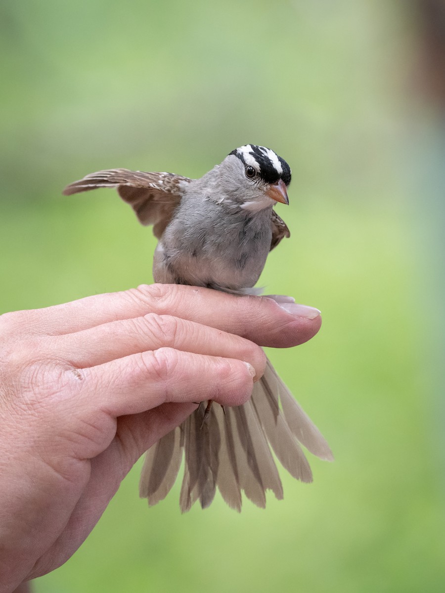 White-crowned Sparrow (oriantha) - ML606871261